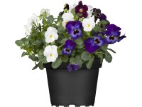 Fialka rohatá Trio priemer kvetináča cca 13 cm Viola cornuta