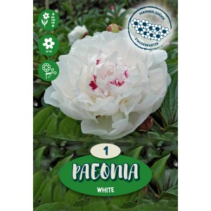 Detailný záber bielej pivonky (Paeonia) so zelenými listami. Letná kvetina do záhonov a okrajov.
