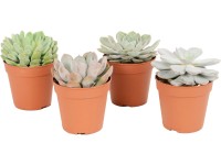 Sukulenty rôzne druhy prémiové priemer kvetináča cca 12 cm