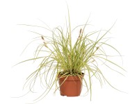 OBI Ostrica ošimenská (Carex oshimensis) 