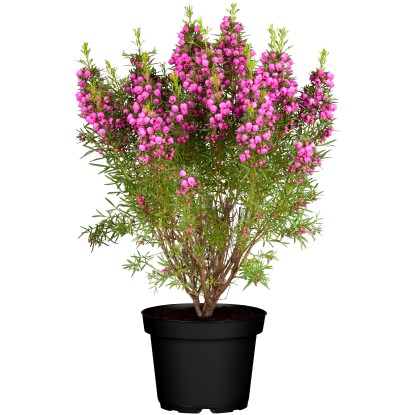 Landgard Boronia heterophylla (Boronia heterophylla) výška 40-50 cm, pr. 13 cm