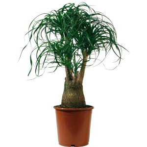 Slonia noha v hnedom kvetináči, priemer cca 21 cm. Exotická zelená rastlina pre slnečné miesta.