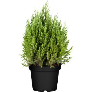 Kužeľovitý, modrozelený jalovec OBI Mooswacholder Stricta v čiernom kvetináči, vysoký cca 20 cm.