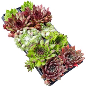 Skalnica OBI, balenie 10 ks: Rôzne mrazuvzdorné ružice Sempervivum v sadbovači.