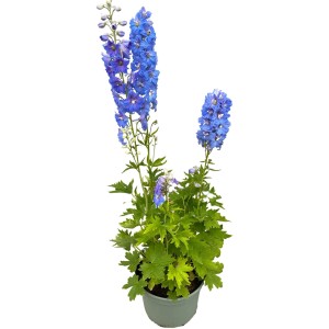 Modrý stračkonôžka (Delphinium elatum) v kvetináči, mrazuvzdorná trvalka.