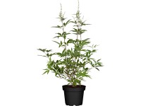 Vitex jahňací modrý výška cca 40 - 60 cm kvetináč cca 5 l Vitex agnus-castus