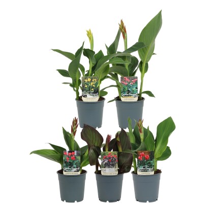 Dosna (Canna), rôzne farby, výška cca 35-50 cm, pr. kv. cca 12 cm