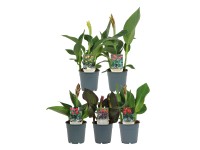 Dosna (Canna), rôzne farby, výška cca 35-50 cm, pr. kv. cca 12 cm