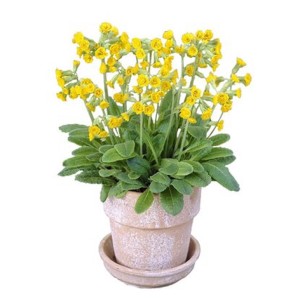 Záhradný prvosienka (Primula elatior) v kvetináči, žlté kvety.