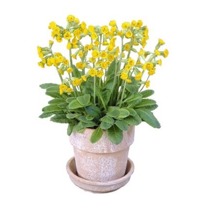 Prvosienka vyššia s priemerom kvetináča cca 12 cm rôzne farby