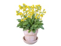 Prvosienka vyššia s priemerom kvetináča cca 12 cm rôzne farby