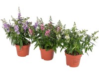 Royal Lemkes Angelonie (Angelonia hybrid) rôzne farby cca pr. 12 cm
