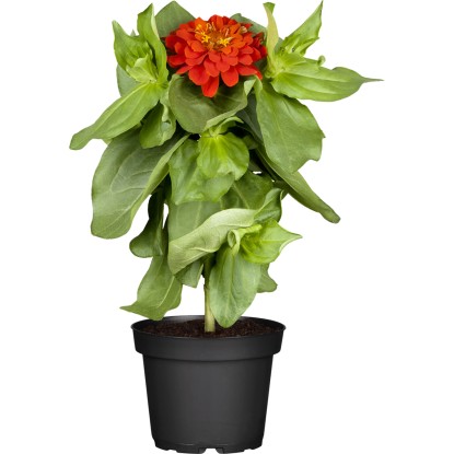 OBI Úzkolistá cínia priemer kvetináča cca 12 cm Zinnia angustifolia