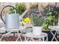 Royal Lemkes Levanduľa smilovitá (Levandula stoechas) 