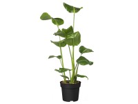 Landgard Strelicia natalská (Strelitzia nicolai) biela výška 100-150cm pr. 24cm