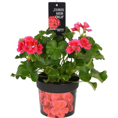 Pelargónia Calliope Red Splash priemer kvetináča cca 13 cm