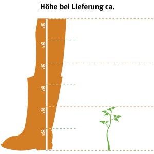 Ilustrácia výšky dodávky cyprušteka Ellwoodii (10-20 cm) v 2l kvetináči.