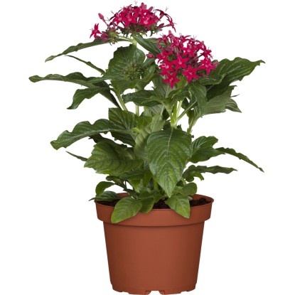 Pentas (Pentas), pr. kvetináča cca 12 cm