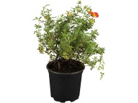 OBI Nátržník krovitý (Potentilla fruticosa) červený, výška 30-40 cm, cca 3 l