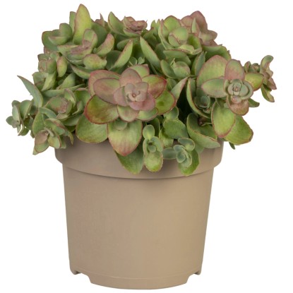 Rozchodník pochybný ružový priemer kvetináča cca 13 cm