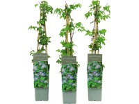 GROW by OBI Plamienok alpský (Clematis alpina) 