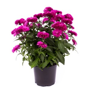 Črepníková astra hybridná, výška cca 15-25 cm, s ružovými kvetmi. Kvitnúca rastlina pre záhony a nádoby.