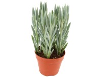 Starček (Curio ficoides) Mount Everest, pr. cca 15 x 30-35 cm