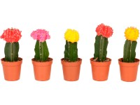 Zušľachtený kaktus 