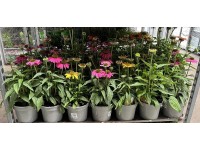 CZ-Flora Echinacea purpurová (Echinacea purpurea) výška cca 40 cm, 3 l