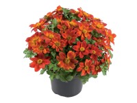 OBI Dvojzubec prútolistý (Bidens ferulifolia)