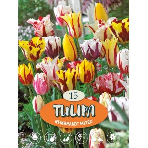 Viacfarebné tulipány Rembrandt Mix v záhone, rôzne farby a vzory.