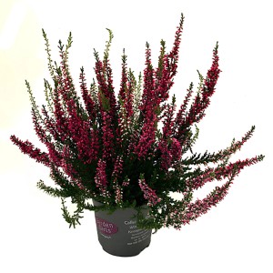 Vres Calluna vulgaris v kvetináči, rôzne farby.