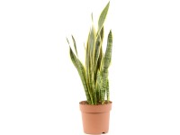 Svokrin jazyk, Sansevieria trifasciata Laurentii, výška 60-70 cm, pr. 21 cm