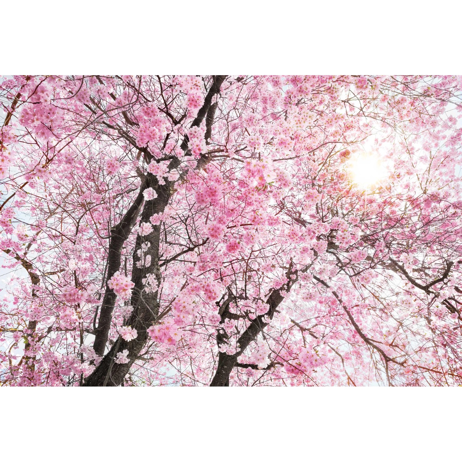 E-shop Komar Vliesová fototapeta Bloom 400 x 260 cm
