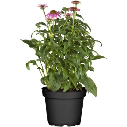 OBI Echinacea purpurová priemer kvetináča cca 23 cm Echinacea nakúpiť v OBI