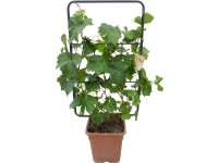 Grow by OBI Vinič hroznorodý výška cca 90 cm kvetináč cca 18 l Vitis vinifera