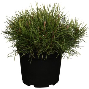 Kompaktná kosodrevina (Pinus mugo) v kvetináči, výška cca 5-10 cm, ideálna do nádob a na hroby.