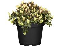 OBI Rododendron Ludlowov 