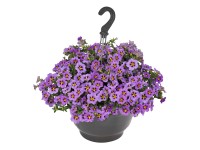 Q-Flower Záhonové rastliny rôzne druhy modré cca pr. 27 cm