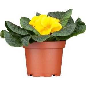 Žltá vankúšová prvosienka v kvetináči (priemer kvetináča cca 9 cm) ako farebná jarná výsadba.