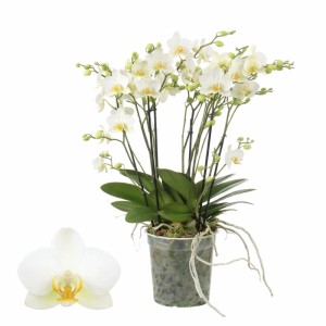 Motýlia orchidea Bellissimo Bella Umbrie v kvetináči, biele kvety.