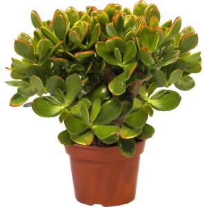 Mix Crassula (strom peňazí) v hnedom kvetináči, nenáročná sukulentná rastlina na slnečné miesta.