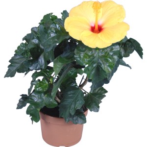 Ibištek čínsky Hawaii Mix v kvetináči, žltý kvet. Exotická kvitnúca rastlina pre interiér a balkón.