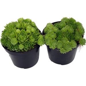 Dve zelené rastliny OBI Skalnica (Sempervivum) v čiernych kvetináčoch.