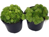 OBI Skalnica zelená priemer kvetináča cca 12 cm Sempervivum