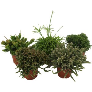 Rôzne druhy koralových kaktusov (Rhipsalis) v kvetináčoch, výška cca 15-20 cm. Sortiment sukulentov.