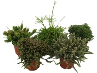 Mix sukulentov Rhipsalis výška 15-20 cm, pr. kvetináču cca 10,5 cm