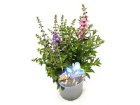 Q-Flower Angelonie úzkolistá (Angelonia angustifolia) 