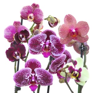 Kvitnúca orchidea Phalaenopsis s rôznymi farbami a vzormi kvetov.