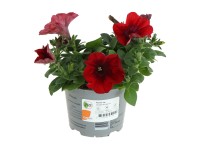 GROW by OBI Petúnia (Petunia) 